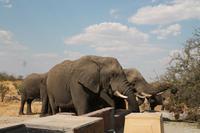 Elefanten am Wasserloch