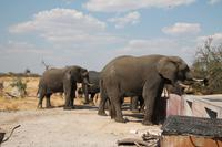 Elefanten am Wasserloch