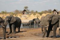 Elefanten am Wasserloch