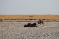 Makadigkadi Salzpfannen