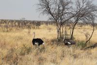 Sträuße am Straßenrand