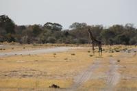 Ankunft im Moremi Reservat