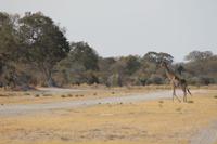 Ankunft im Moremi Reservat