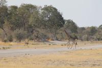 Giraffe auf der Landebahn