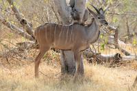 Kudu