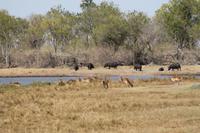 Hippos und Impalas