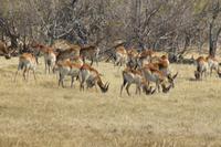 Litschimoorantilopen