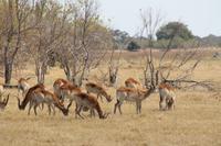 Litschimoorantilopen