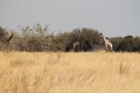 Giraffen am Picknickplatz