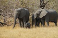 Elefantenfamilie mit Baby