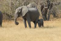 Elefantenfamilie mit Baby