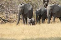 Elefantenfamilie mit Baby