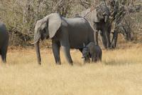 Elefantenfamilie mit Baby