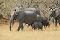 Elefantenfamilie mit Baby