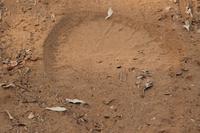 Elefantenfußabdruck