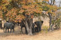 Chobe Nationalpark