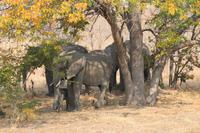 Chobe Nationalpark