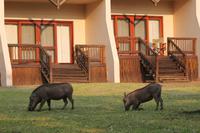 Chobe Safari Lodge