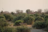 Löwen im Chobe Nationalpark