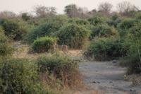 Löwen im Chobe Nationalpark