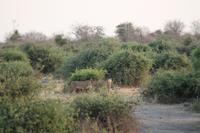 Löwen im Chobe Nationalpark