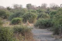 Löwen im Chobe Nationalpark