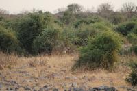 Löwen im Chobe Nationalpark
