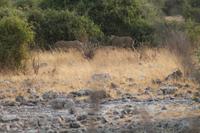 Löwen im Chobe Nationalpark