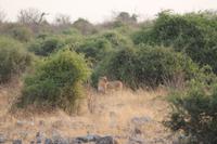 Löwen im Chobe Nationalpark