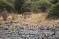 Löwen im Chobe Nationalpark