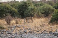 Löwen im Chobe Nationalpark