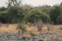 Löwen im Chobe Nationalpark