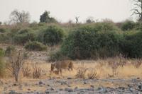 Löwen im Chobe Nationalpark