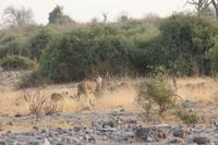 Löwen im Chobe Nationalpark