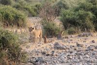 Löwen im Chobe Nationalpark