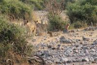 Löwen im Chobe Nationalpark