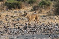 Löwen im Chobe Nationalpark