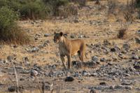 Löwen im Chobe Nationalpark