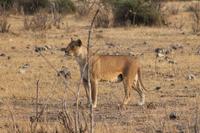 Löwen im Chobe Nationalpark