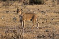 Löwen im Chobe Nationalpark