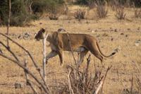 Löwen im Chobe Nationalpark