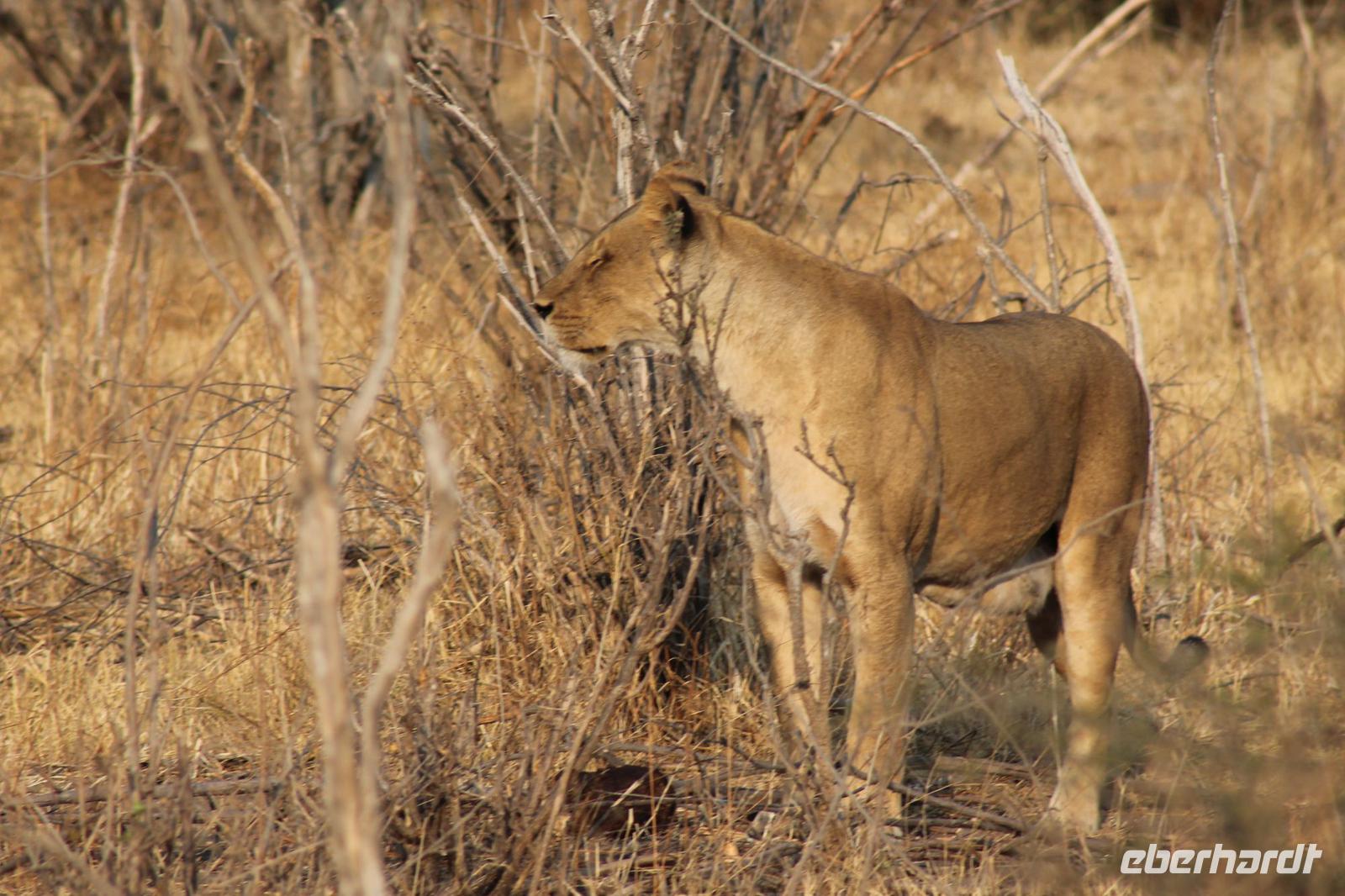 Löwen im Chobe Nationalpark