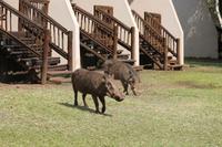 Warzenschweine an unserer Lodge