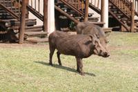 Warzenschweine an unserer Lodge