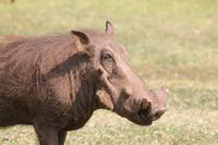 Warzenschweine an unserer Lodge