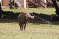 Warzenschweine an unserer Lodge