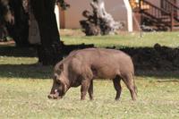 Warzenschweine an unserer Lodge