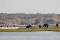 Pirschfahrt mit dem Boot im Chobe Nationalpark