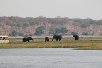 Pirschfahrt mit dem Boot im Chobe Nationalpark
