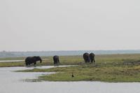 Pirschfahrt mit dem Boot im Chobe Nationalpark
